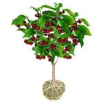 特大车厘子树苗樱桃南北方种植当年结果果树果苗盆栽嫁接四季庭院