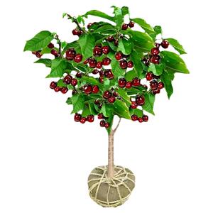 特大车厘子树苗樱桃南北方种植当年结果果树果苗盆栽嫁接四季庭院