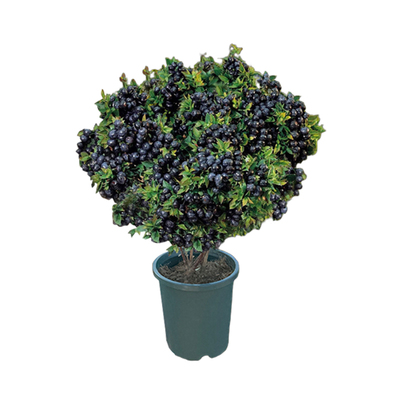 l25蓝莓树苗爆果发货不活退全款