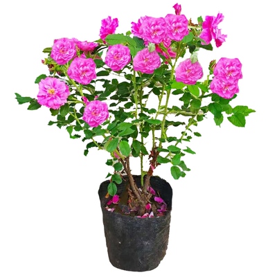 可食用的大马士革玫瑰花浓香花卉