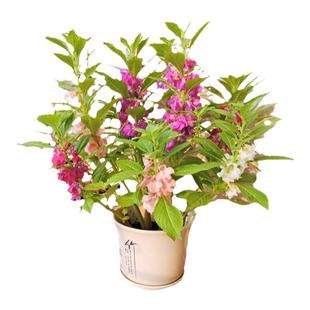 凤仙种子 指甲草 花草 易种 室内阳台盆栽易种花卉花籽 撒播100粒