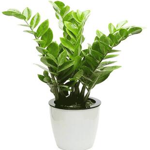 招财金钱树钱串子室内客厅盆栽花卉办公室观叶净化空气观赏绿植