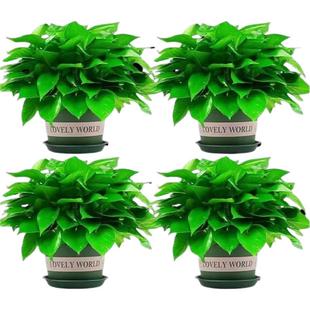 绿萝盆栽净化空气大叶绿萝室内花卉植物水培绿萝长藤绿萝批发