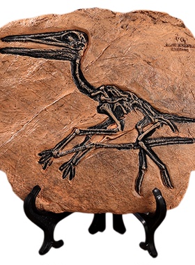 仿真恐龙化石摆件标本模型工艺品