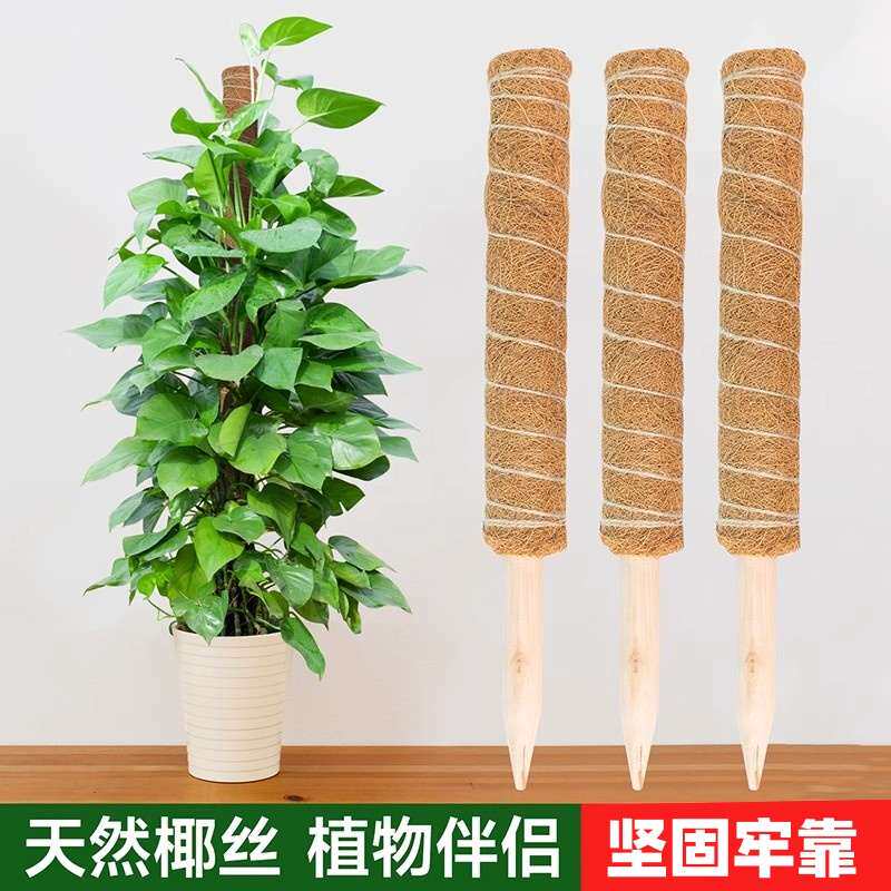 绿萝爬藤杆龟背竹支撑柱固定架植物爬椰棕棒藤棕榈柱椰丝苔藓柱