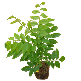 黄花梨苗名贵红木树海南黄花梨树苗庭院常绿植物降香黄檀珍贵树种