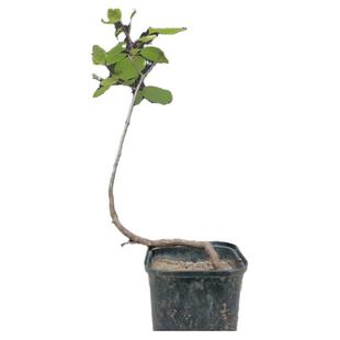 香山红叶黄栌树苗黄栌盆景老桩熟桩小苗庭院室内别墅盆栽观叶绿植