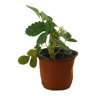 丹东99草莓苗辽宁东港九九红颜四季奶油草莓秧常绿结果阳台盆栽