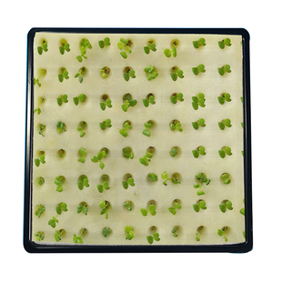 水培育苗盘穴盘芽苗菜水培蔬菜无土栽小麦蒜苗种植托盘阳台种菜盆