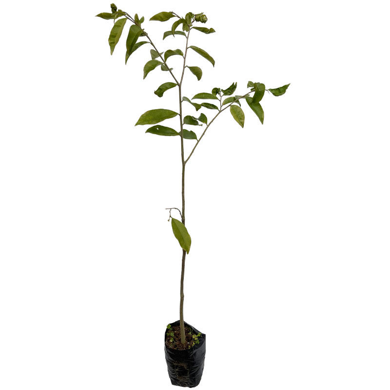名贵珍稀苗木沉香木树苗带土带叶