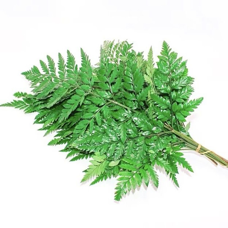 高山羊齿叶芒叶新鲜杨子叶新鲜花草西餐酒店装饰摆盘点缀10支