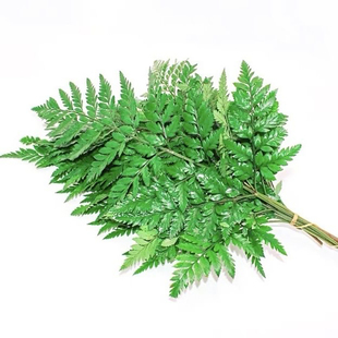 高山羊齿叶芒叶新鲜杨子叶新鲜花草西餐酒店装饰摆盘点缀10支