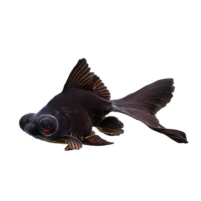 金鱼活鱼冷水鱼苗观赏鱼狮子头金鱼丹顶自来水好养耐活鱼草金小鱼