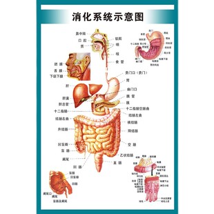 人体内脏消化胃肠系统结构示意图医学宣传挂图医院布置海报墙贴画