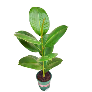 绿金刚黑金刚花叶橡皮树大叶盆栽绿植室内净化空气四季常绿龙诚