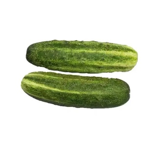 贵州特产农家新鲜蔬菜老品种嫩黄瓜绿皮八月小青瓜仔青菜嫩瓜包邮