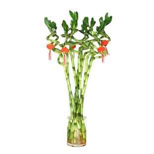 富贵竹转运竹植物水养盆栽客厅弯竹龙竹开运竹子招财带根水培绿植