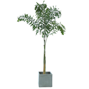 狐尾椰热带植物盆栽室内大型绿植室外阳台庭院绿化网红棕榈椰子树