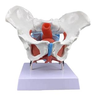 女性骨盆盆底肌肉模型人体分娩助产解剖医学盆腔动态骨骼结构教具