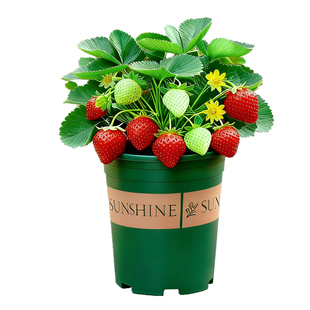 草莓盆栽带果可食用室内阳台室外好养水果苗果树植物花卉绿植红颜