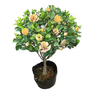 含笑花盆栽老桩树苗带花苞室内阳台四季浓香型耐寒花卉植物香蕉花