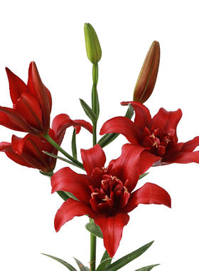 虹越百合花种球耐寒多年生进口