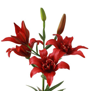 耐寒秋百合种球虹越进口球根花卉可盆栽地栽阳台庭院亚洲百合花球