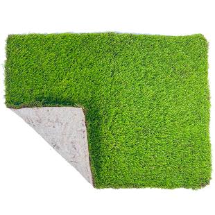 新鲜水陆雨林缸苔藓微景观生态瓶造景铺面大灰短绒小灰藓盆栽草皮