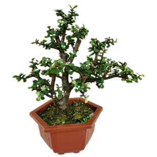 老桩金枝玉叶树桩盆景 花卉盆栽室内阳台带花发货易养易活