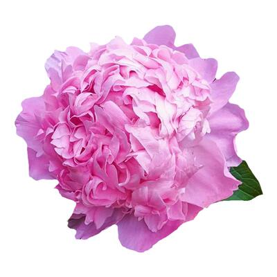 芍药鲜切花AAA级重瓣大头花苞