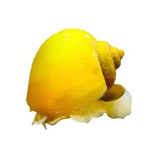 黄金螺清道夫鱼缸清理工具螺清洁生物除藻螺吃鱼粪便吃青苔观赏螺