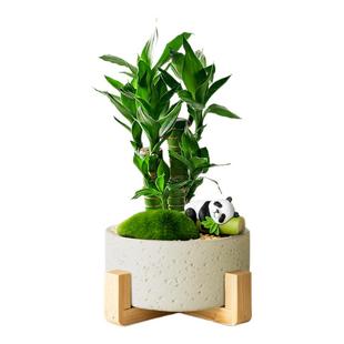 富贵竹盆栽办公室绿植客厅小发财树室内摆件装饰工位桌面植物礼物