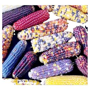 七彩琉璃玉米种子血丝玉米文玩宝石玉米观赏玉米种籽混色玉米种子