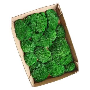 永生白发藓大灰植物墙 装饰青苔绿植盆景diy苔藓材料铺面 工程墙