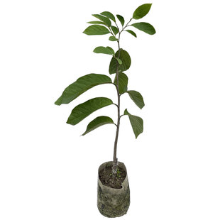 番荔枝台湾释迦佛头果林檎唛螺陀摩尼果番鬼荔枝巨型荔枝果树苗木