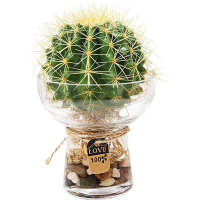 金琥仙人球办公室内易养水培植物