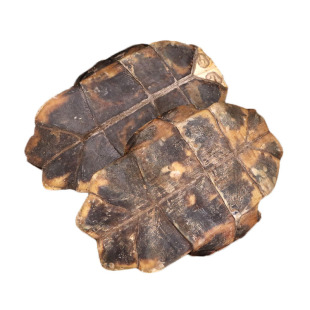 龟板中药材店铺500g包邮生龟板 龟甲 龟板粉 另售鳖甲中草药大全