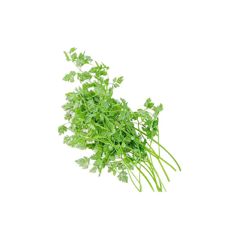 新鲜细叶芹西餐香料摆盘花草