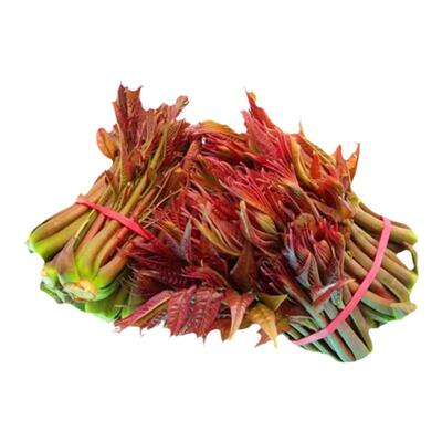 新鲜山东香椿芽嫩芽红油现摘现发