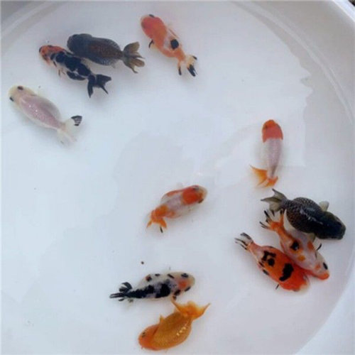 新款兰寿观赏鱼鱼苗养不死锦鲤活鱼冷水鱼蝶尾金鱼好养耐活宠物小