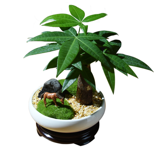 文竹小盆栽办公室发财树招财植物室内绿植四季常青禅意盆景矮云竹