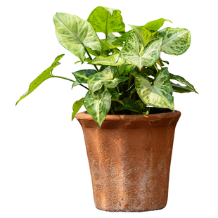 掬涵红陶花盆粗陶吸水陶土透气插花复古简约花器家居客厅阳台摆件