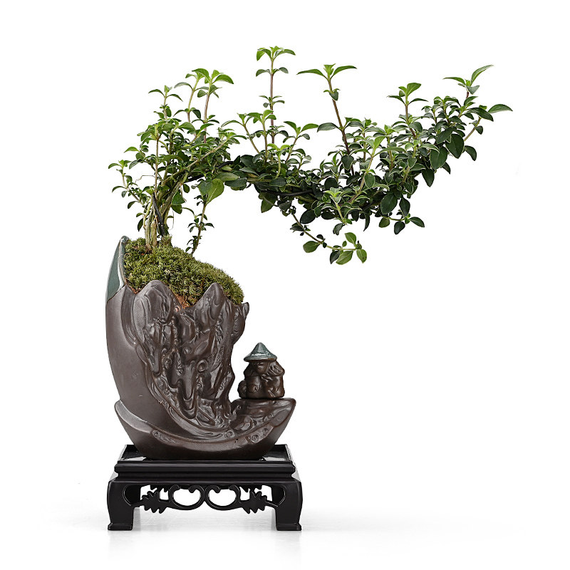 红花六月雪黄杨盆栽老桩悬崖造型树桩室内盆栽桌面常青绿植微盆景