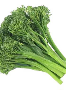 正宗西兰苔种子西兰花种子芥蓝芥兰菜心种子四季阳台盆栽花菜种子