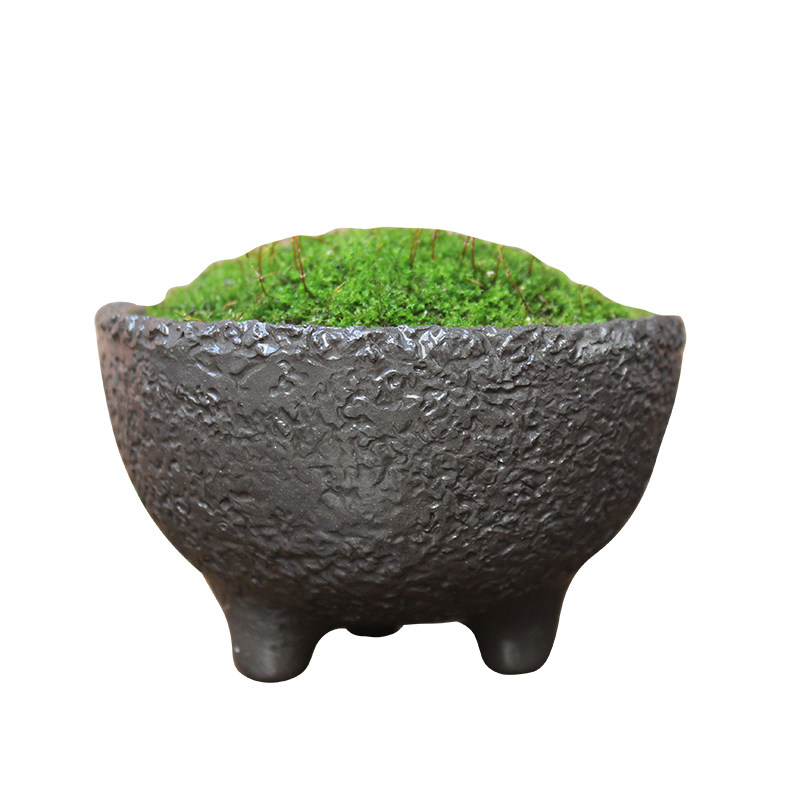 拇指盆豆盆鲜活苔藓白发藓短绒苔藓青苔微景观小盆栽室内办公室桌