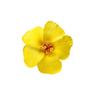 海边度假风扶桑花发夹女仿真花氛围感沙滩拍照侧边夹波西米亚头饰