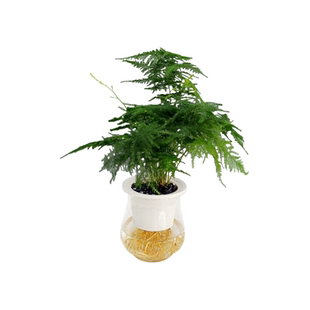 华清花卉水培文竹桌面小盆景水培绿植办公室室内好养绿植