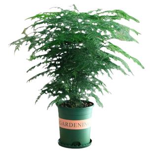 文竹盆栽绿植花卉盆景植物室内客厅水培文松云竹带盆大苗四季常青