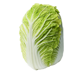 正宗山东胶州大白菜种子种籽孑 小/义和秋高产蔬菜冬储秋季冬季