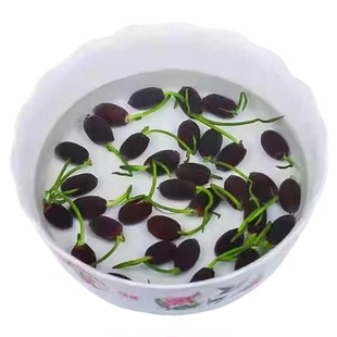 碗莲种子水培植物花卉室内花好养夏季开花四季荷花盆栽睡莲种籽子